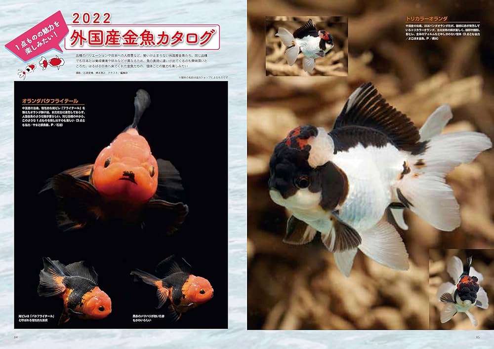 きんぎょページ 81pnGy+L7rL._UF1000,1000_QL80_.jpg